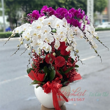 Hồ điệp tím trắng 02
