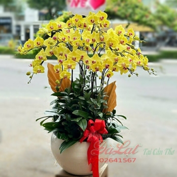 Hồ điệp vàng 01