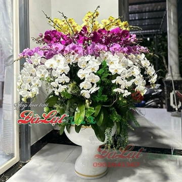 Hồ điệp VIP 70 cành
